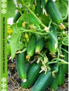 Огурец КУСТОВОЙ 