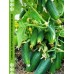 Огурец КУСТОВОЙ 