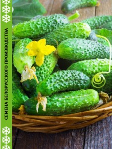 Огурец ПАЛАНОЧКИ КОРНИШОН