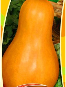 Тыква мускатная Лола