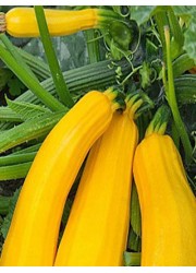 Кабачки Желтоплодный 2 гр