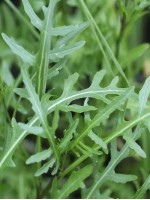 Руккола Красотка 0.3 гр