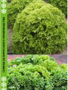 Салат ЛОЛЛОБИ листовой