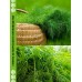 Укроп АЛЛИГАТОР